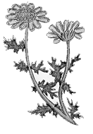 Camomile