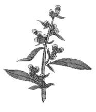 Mugwort