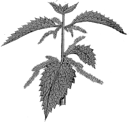 Nettle