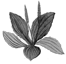 Plantain
