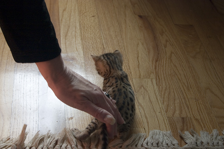 Pyewacket @ 26 days (Octavia inserted for scale) Pyewacket @ 26 days (Octavia inserted for scale)