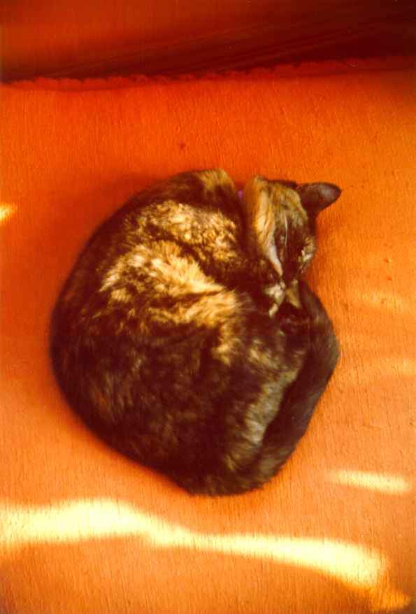 Echo asleep on her favourite chair