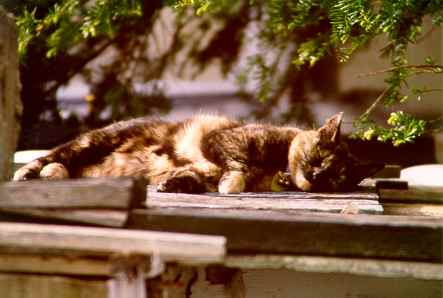 Echo sleeping on our neighbors roof in the sun