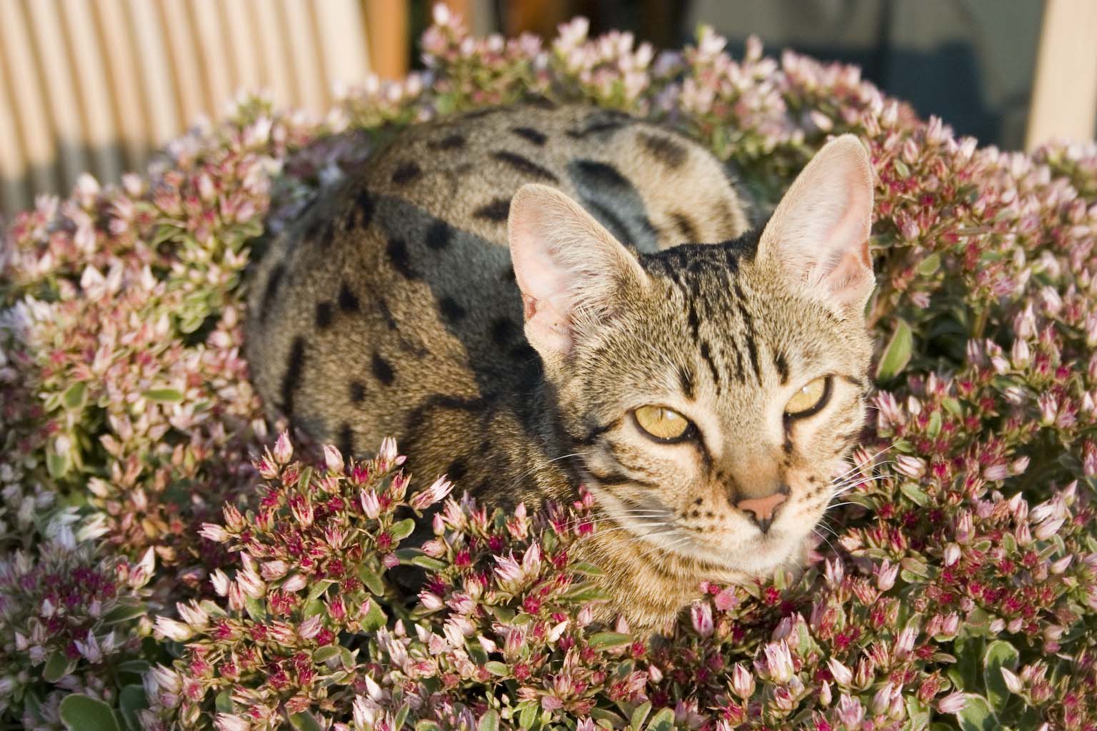 Pyewacket enjoying the warmth of the Summer Sun, passing the time until another Bumble Bee bumbles by...