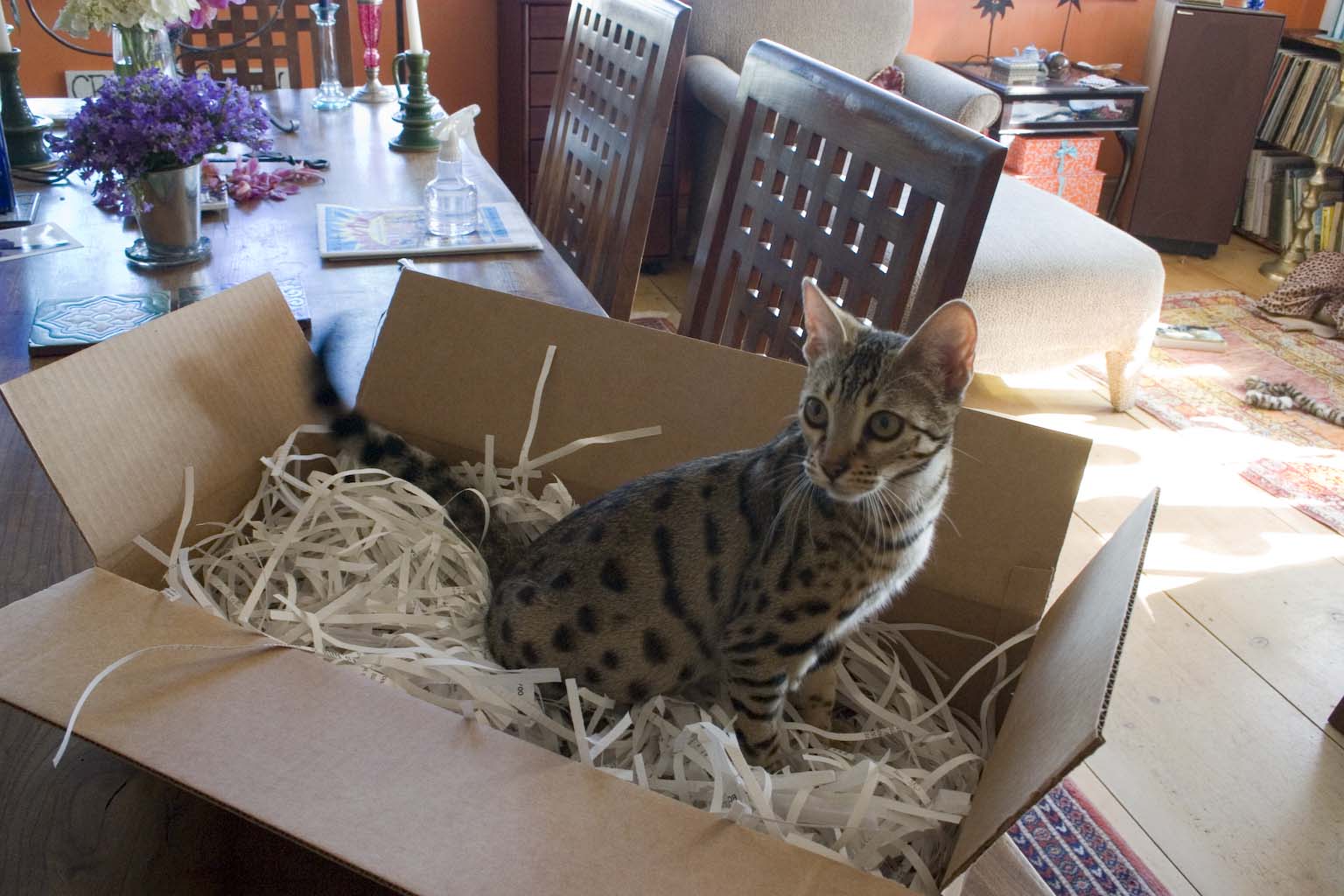 Pyewacket enjoying the pleasures of a box filled with paper already in shreds