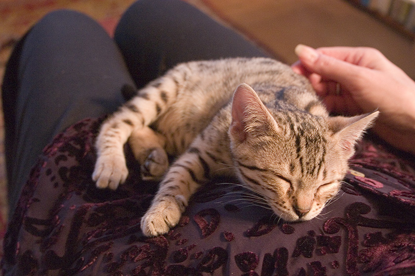 Pyewacket on the first full day home.